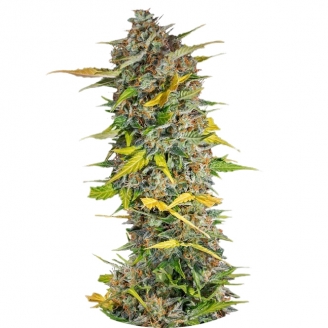 Семена конопли сорта Cream Mandarine Auto Fem.